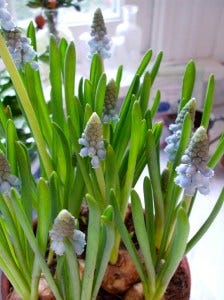 grape hyacinth grape hyacinth