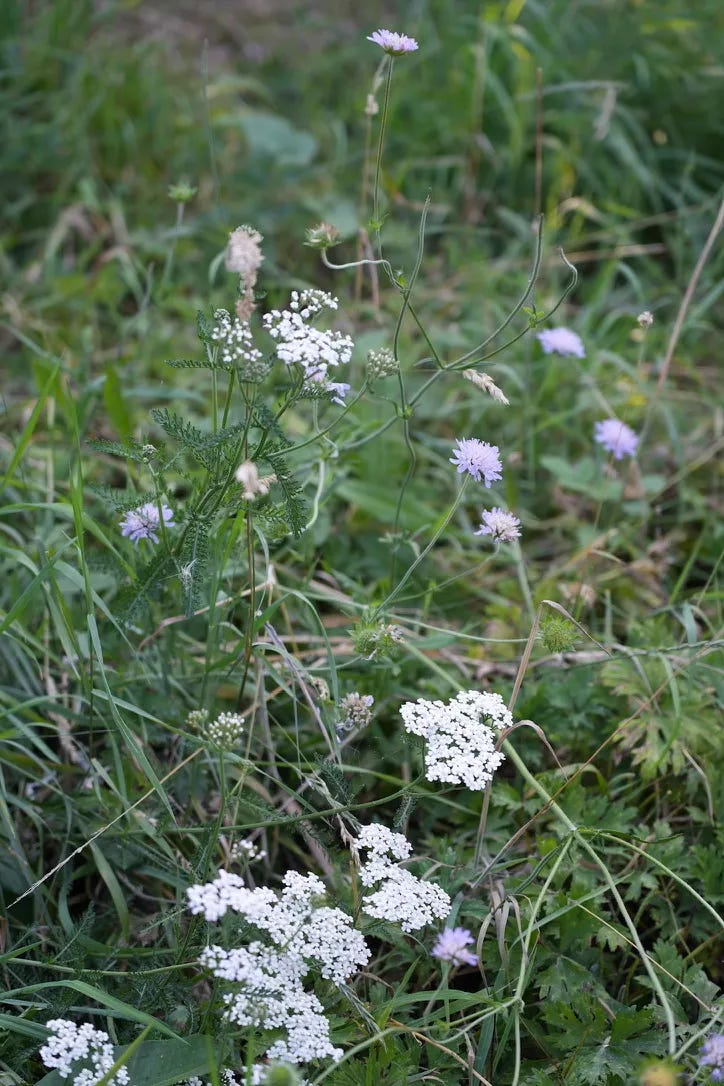 Knautia arvensis | field scabious with Achillea millefolium, yarrow Knautia arvensis | field scabious with Achillea millefolium, yarrow