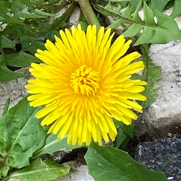 Dandelion Revolution