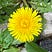 Dandelion Revolution's avatar