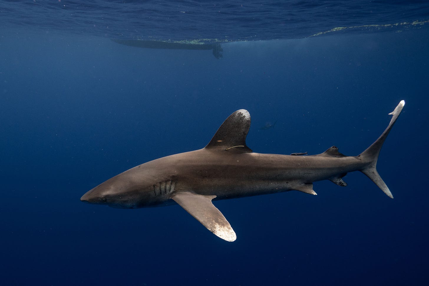 Oceanic Whitetip Sharks: A Plan for Recovery | Episode 38 | NOAA Fisheries