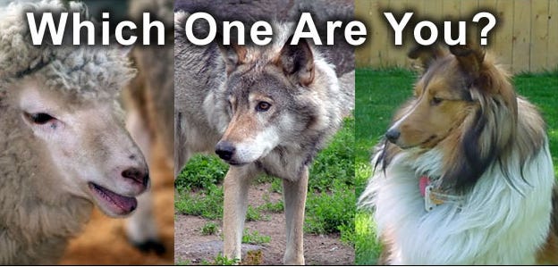 On Sheep, Sheepdogs and Wolves - Kravstore On Sheep, Sheepdogs and Wolves - Kravstore