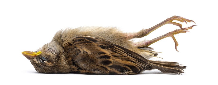 Dead Bird Images – Browse 65,475 Stock Photos, Vectors, and Video | Adobe  Stock