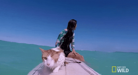 Cat Surfing GIFs - Find & Share on GIPHY Cat Surfing GIFs - Find & Share on GIPHY