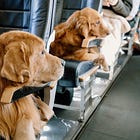 Pets travel in style as owners pony up for private jets with pricey comforts 