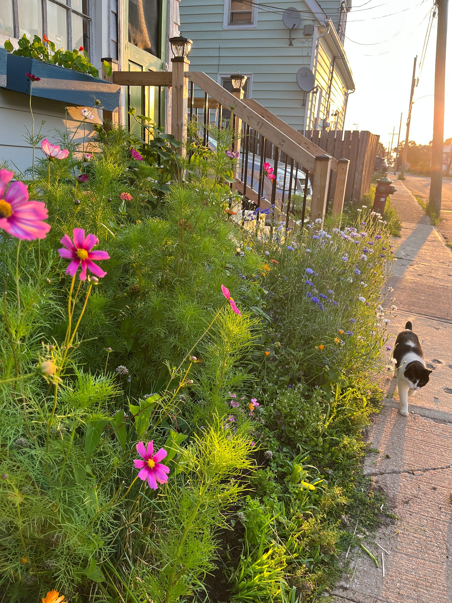 Our front garden at sunrise, with tall wildflowers like bachelors buttons and feathery cosmos catching the golden light of the sun. Our black and white cat Lolo strolls by on the sidewalk. Our front garden at sunrise, with tall wildflowers like bachelors buttons and feathery cosmos catching the golden light of the sun. Our black and white cat Lolo strolls by on the sidewalk.