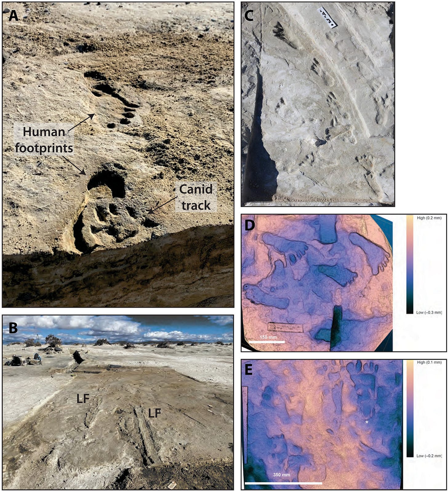 Human footprints and a canid track. Credit: Springer et al., Science Advances (2026). Human footprints and a canid track. Credit: Springer et al., Science Advances (2026).