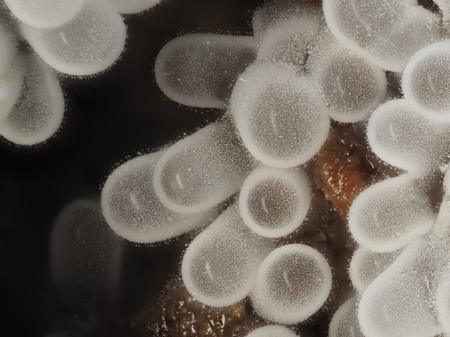 Ceratiomyxa fruticulosa
