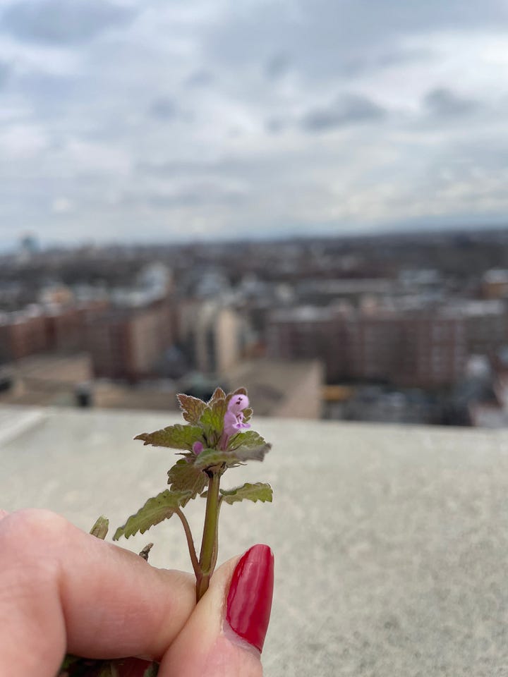 A hand holds up a tiny purple deadnettle flower. Next to it, a tiny yellow forsythia branch blossoms.