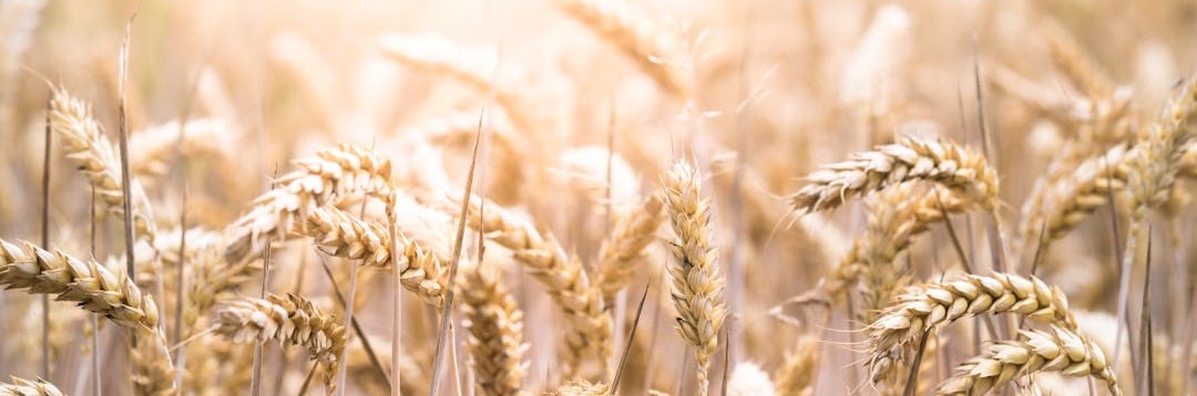 selective focus photo of wreath