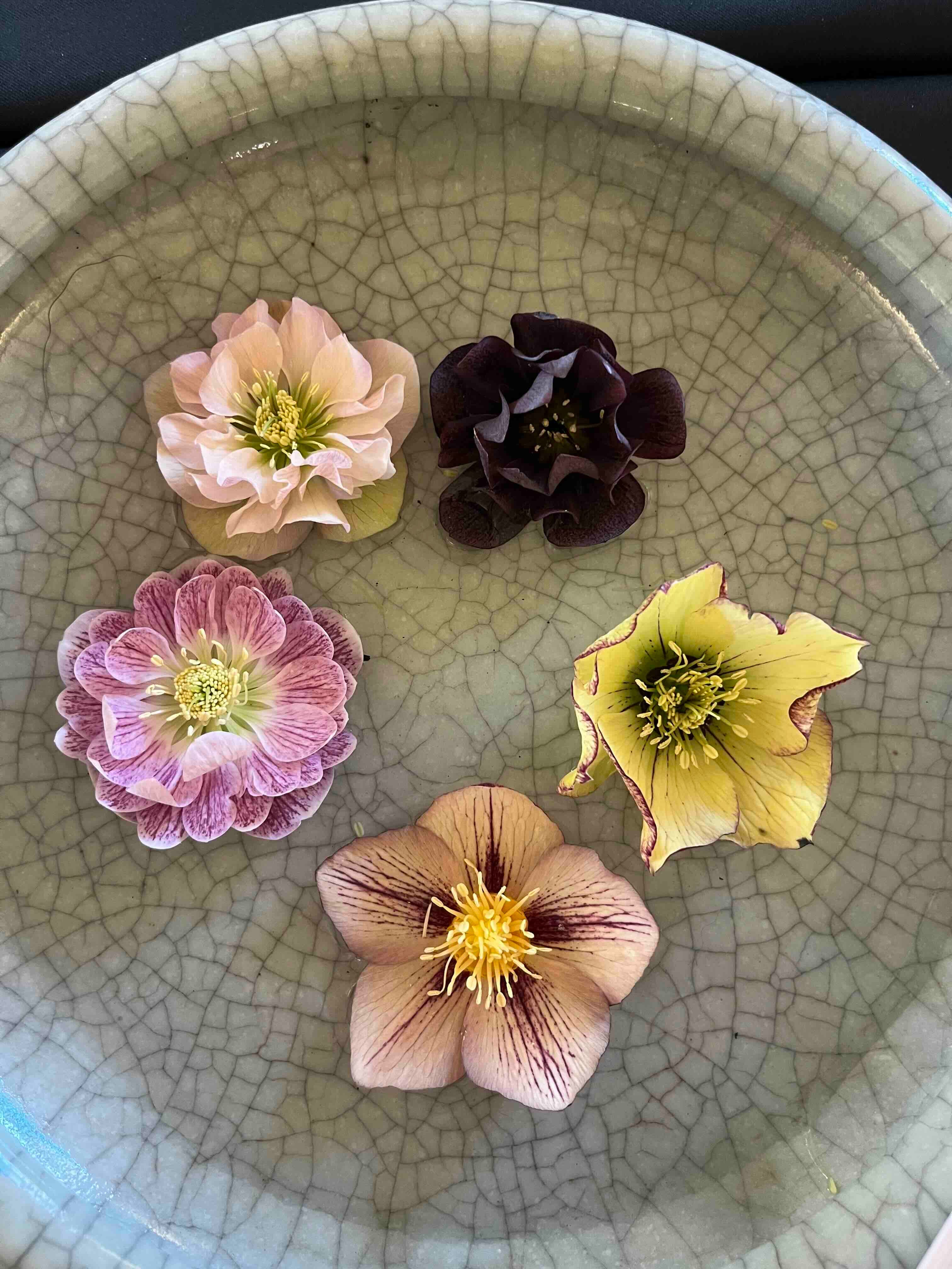 Old fashioned wallflowers - by Clare Foster - Bud to Seed