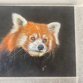 Kleine panda / rode panda (Red Panda)