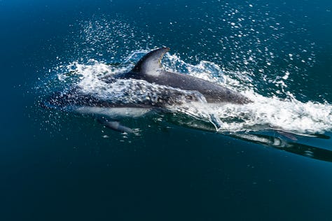 Photographs of Pacific white-sided dolphins swimming in clear waters.