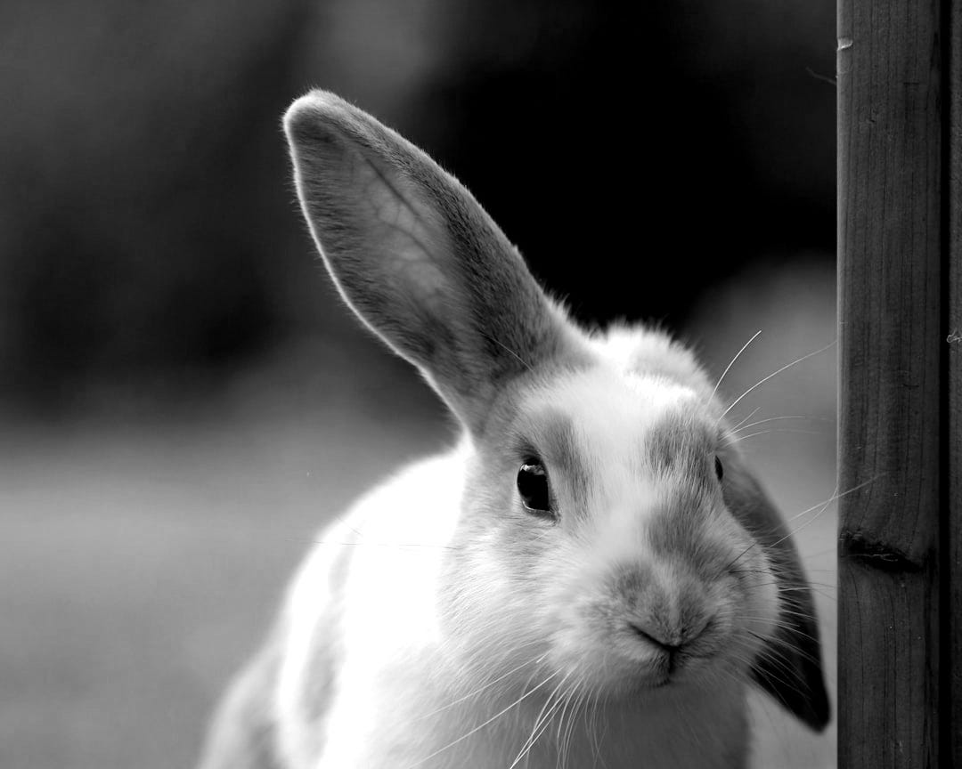 white and brown rabbit looking at camera