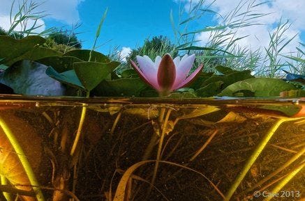 This may contain: water lilies are growing in the pond