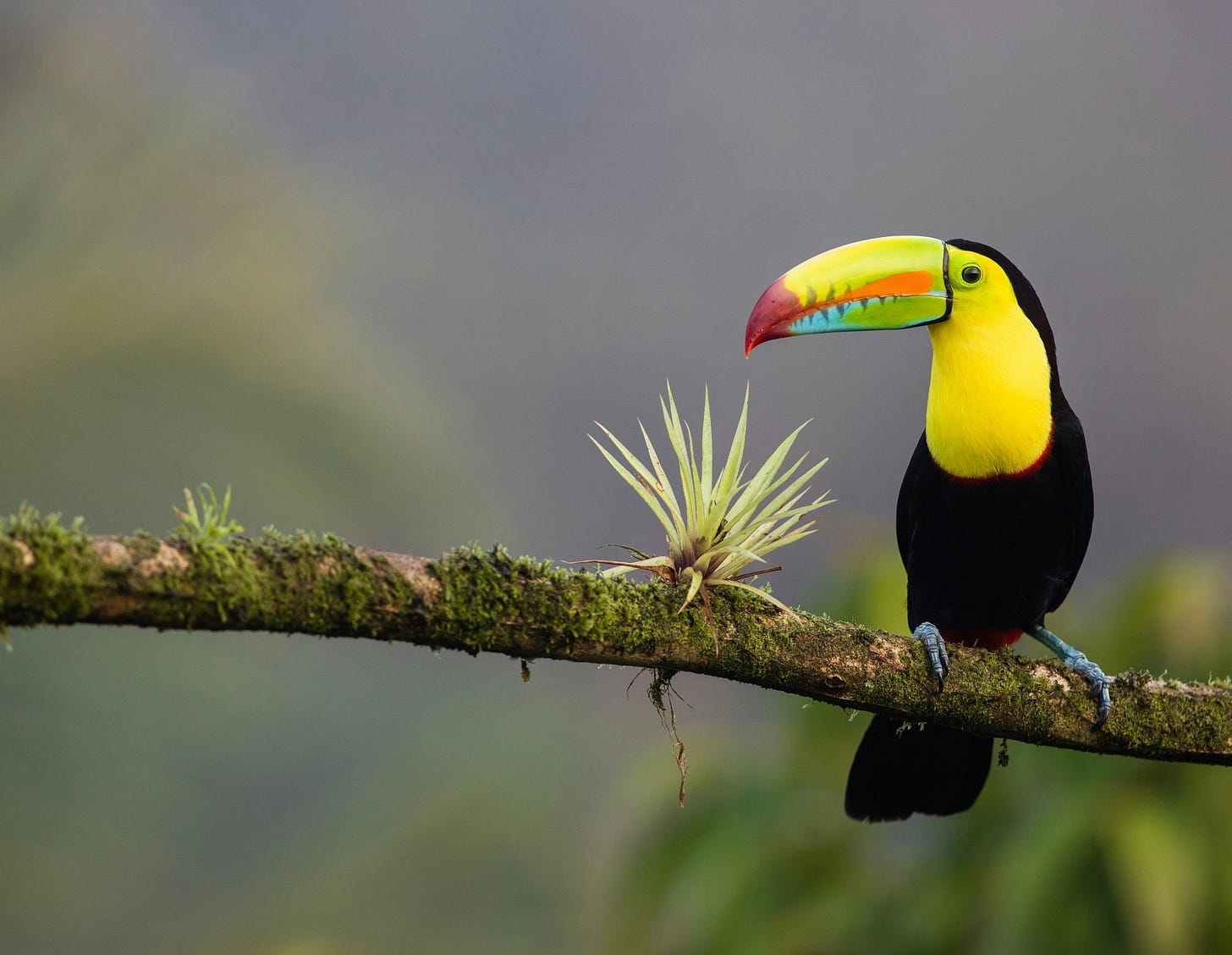 Toucan on branch with an airplant