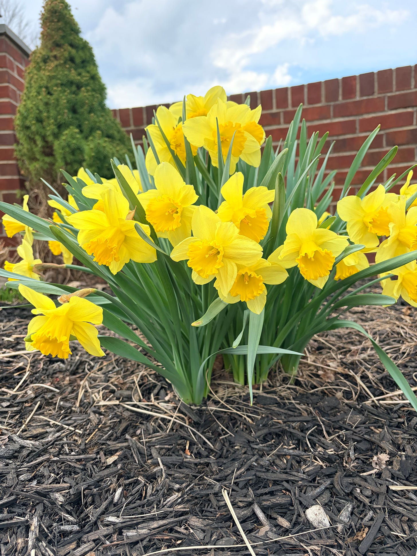 Happy Resurrection Day: pic of daffodils in front of a brick wall