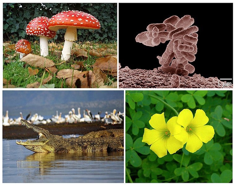 A collage of different plants and flowers

Description automatically generated