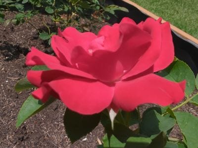 Antique Rose Emporium Blooms