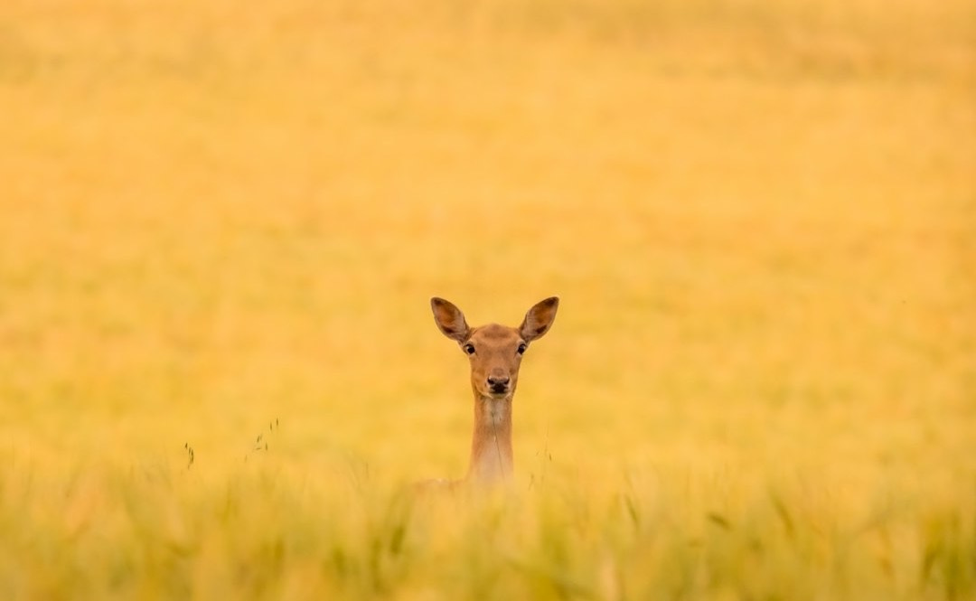 giraffe on green grass field during daytime giraffe on green grass field during daytime