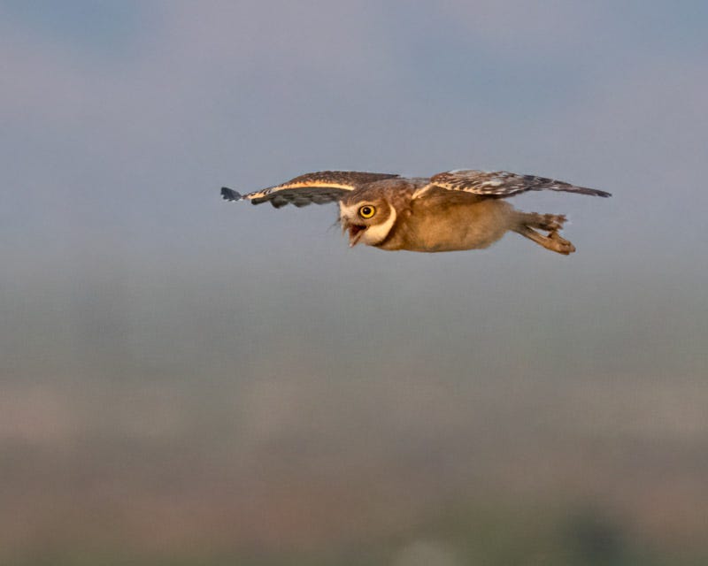 20250811-BurrowingOwl-626-Edit.jpg