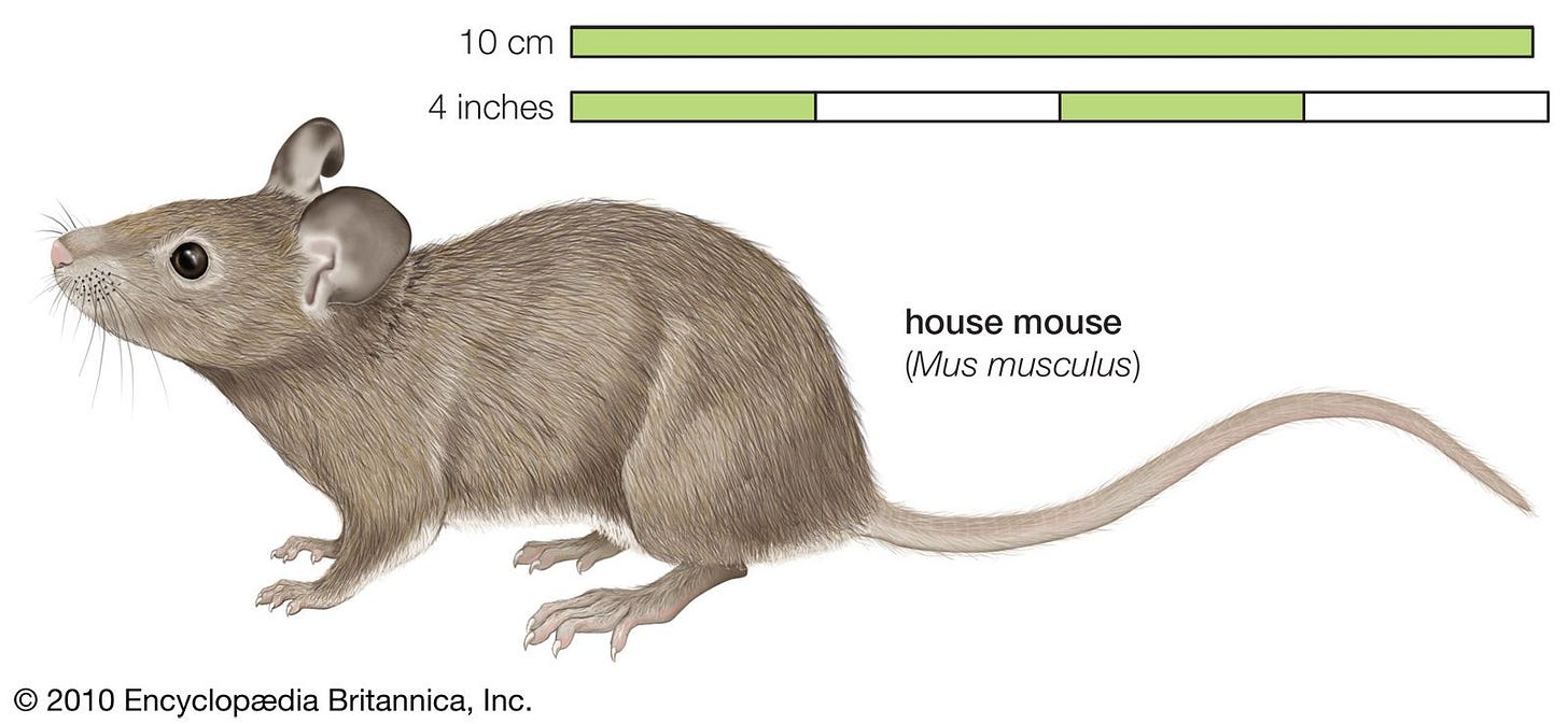Mouse | Description, Habitat, Diet, Classification, & Facts | Britannica Mouse | Description, Habitat, Diet, Classification, & Facts | Britannica