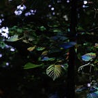 Music To Watch Seeds Grow By