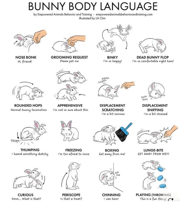 Bunny Body Language 