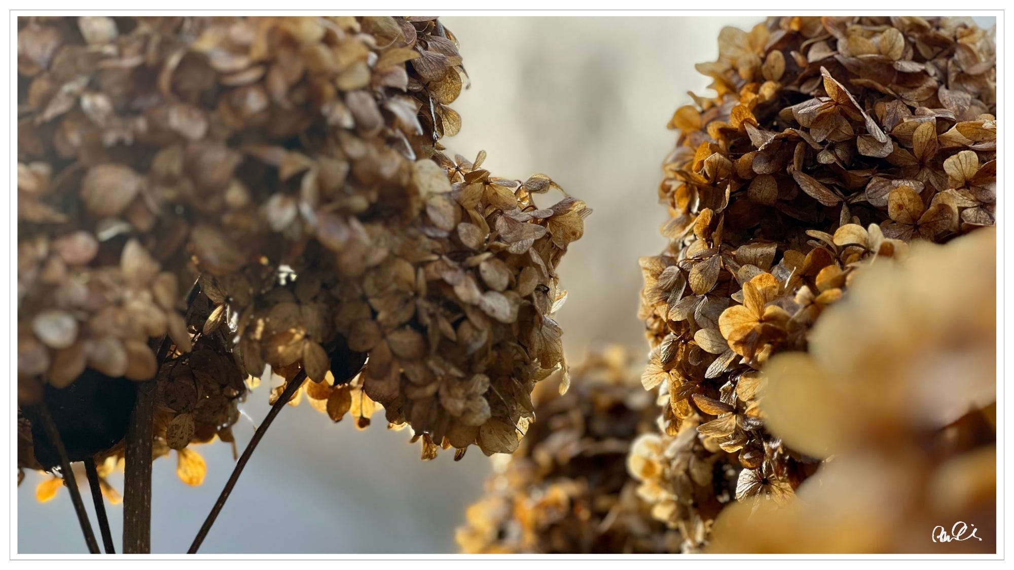 Close-up, winter-dry hydrangeas