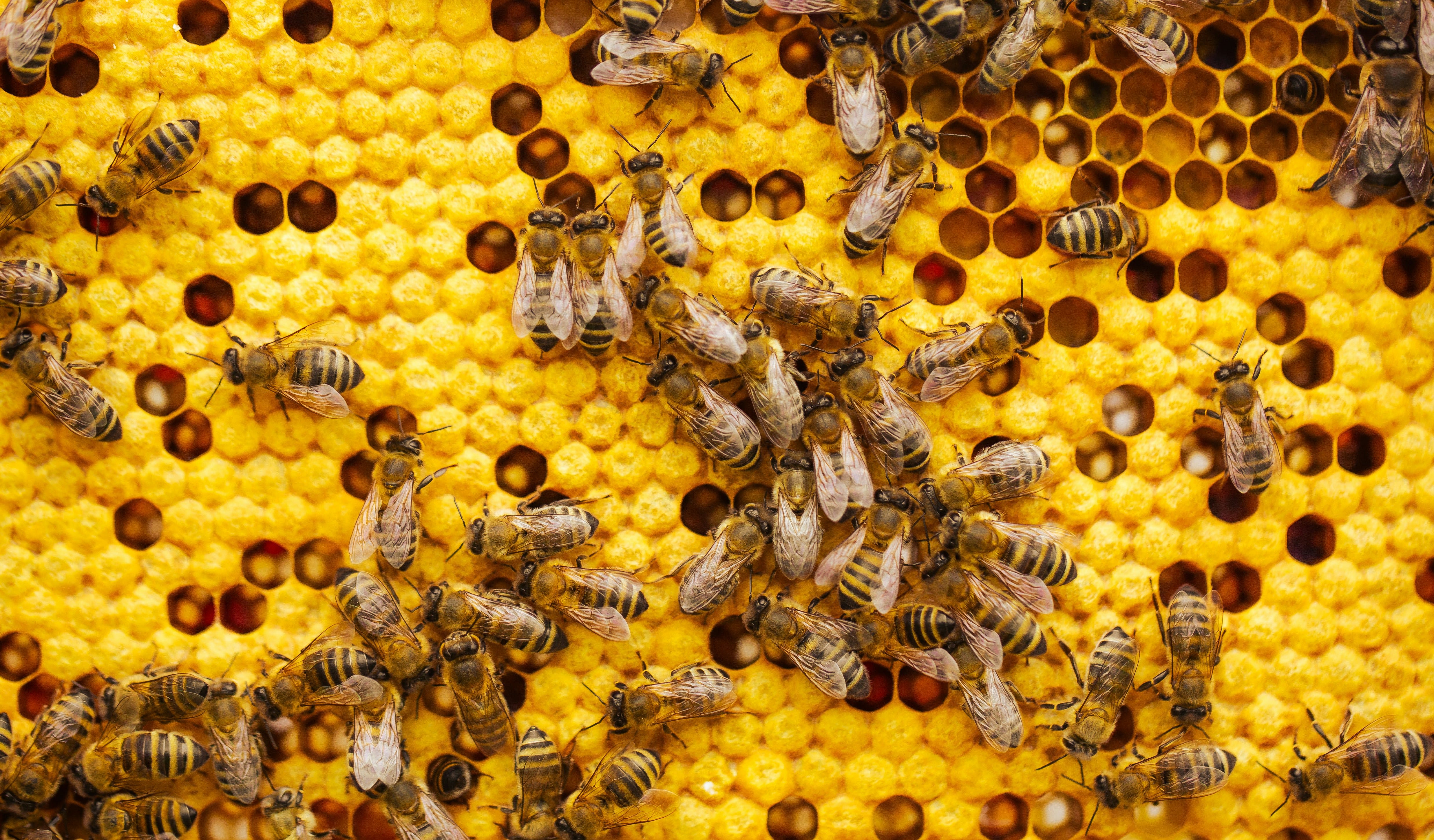 Governing Agentic Swarms
