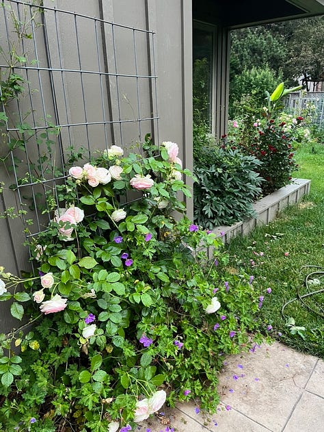 Westerland with unknown red rose from neighbor, Boscobel, Eden (2x), Dr. Huey with Jackmanii and honeysuckle, a rose arrangement
