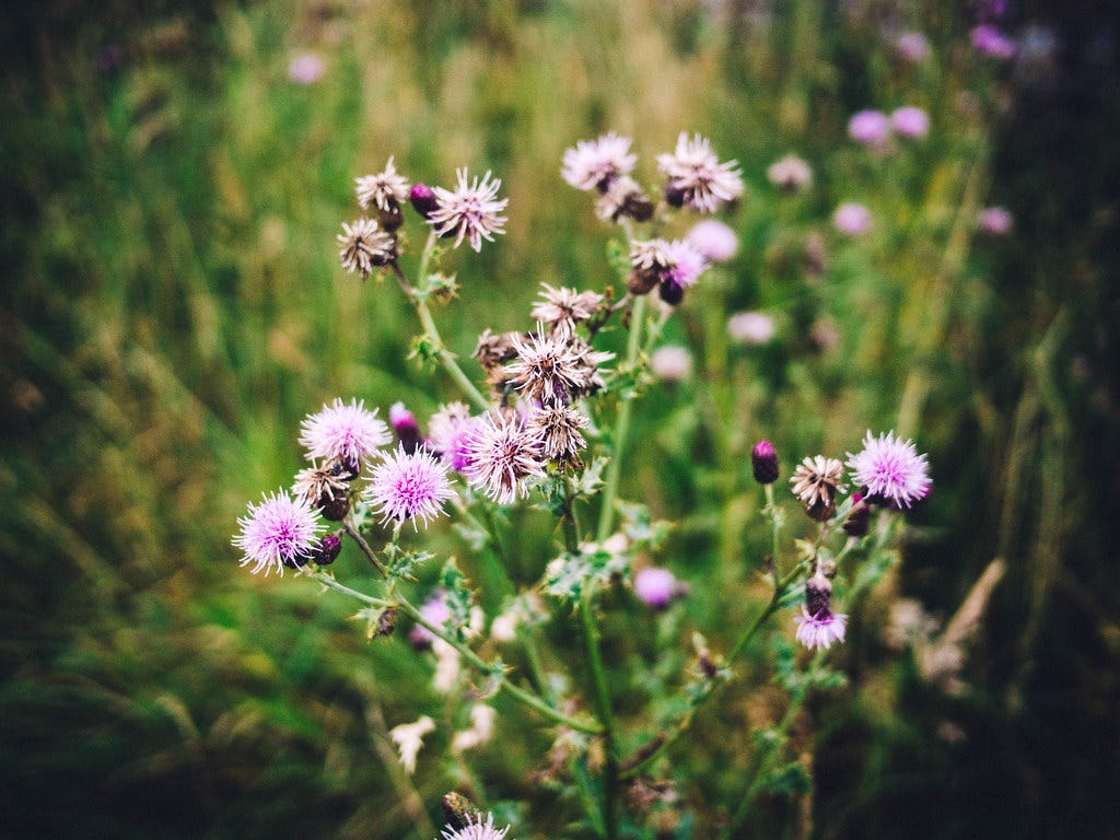 Flowers Flowers