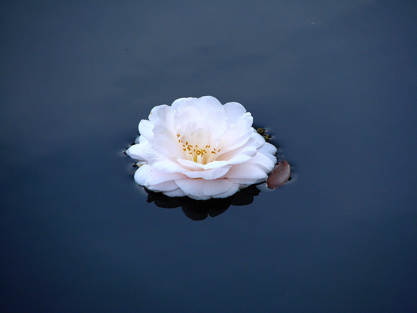 a perfectly still lotus floating in a still lagoon, closeup (creativity vs marketing)