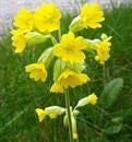 cowslips-close-up