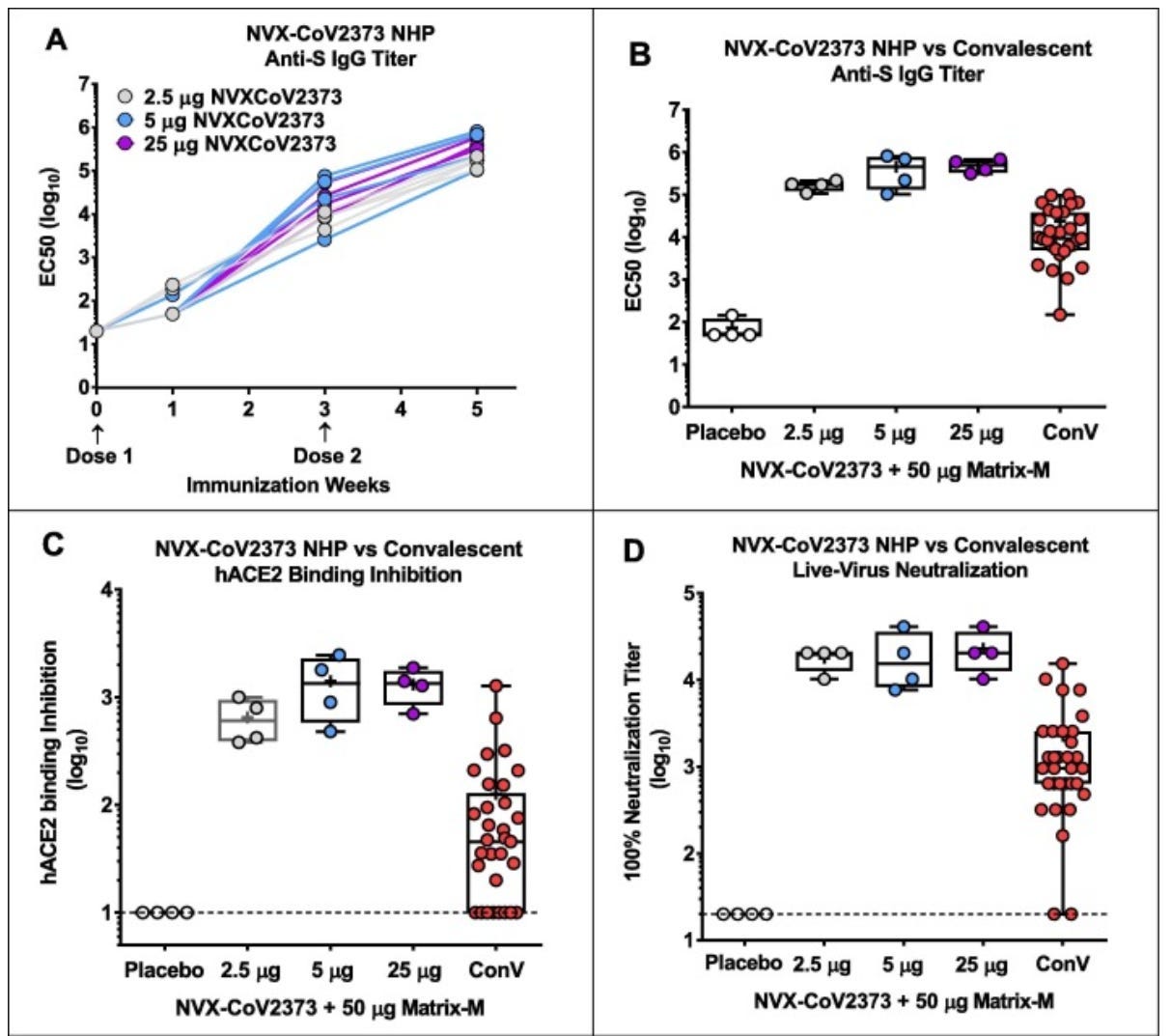 For reference, here is the full list of graphs on display:  A. "NVX-CoV2373 NHP Anti-S IgG Titer,"  B. "NVX-CoV2373 NHP vs Convalescent Anti-S IgG Titer,"  C. "NVX-CoV2373 NHP vs Convalescent hACE2 Binding Inhibition," and  D. "NVX-CoV2373 NHP vs Convalescent Live-Virus Neutralization."   B, C, and D all show similar ranges of responses on the Y-axis for 5 and 25 micrograms, with only slightly lower responses for 2.5 micrograms.   They are compared against Placebo, which did not demonstrate favorable responses, and Convalescent, which shows unethical infection-based immunity and is on full display here.  Convalescent demonstrated inconsistent and variable responses, some of which demonstrated no protective response.   For the purpose of this study, Convalescent is defined as: "The Samples were collected from COVID-19 individuals 18–79 years of age 4–6 weeks after testing positive for SARS CoV-2. Symptoms ranged from asymptomatic, mild to moderate symptoms, to severe symptoms requiring hospitalization."
