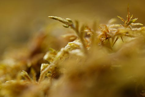 Macro images of moss, lichen and algae: the first verdure of Spring in wet woodland at the edge of a lowland raised bog (moss)