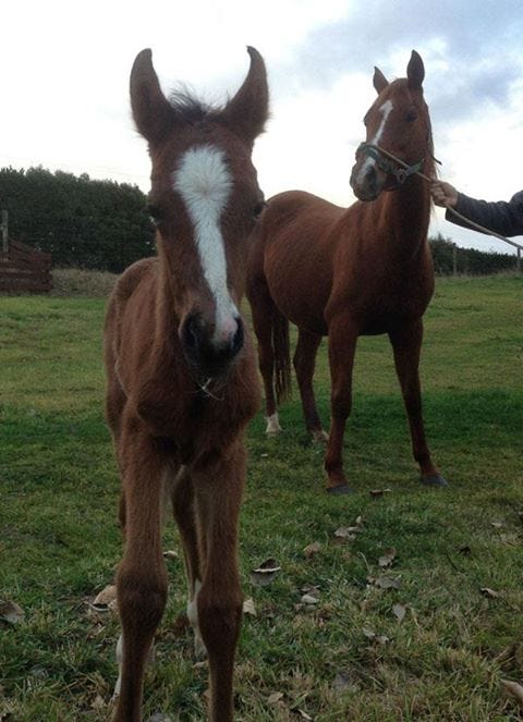 Jonesy at a few hours old. Jonesy at a few hours old.