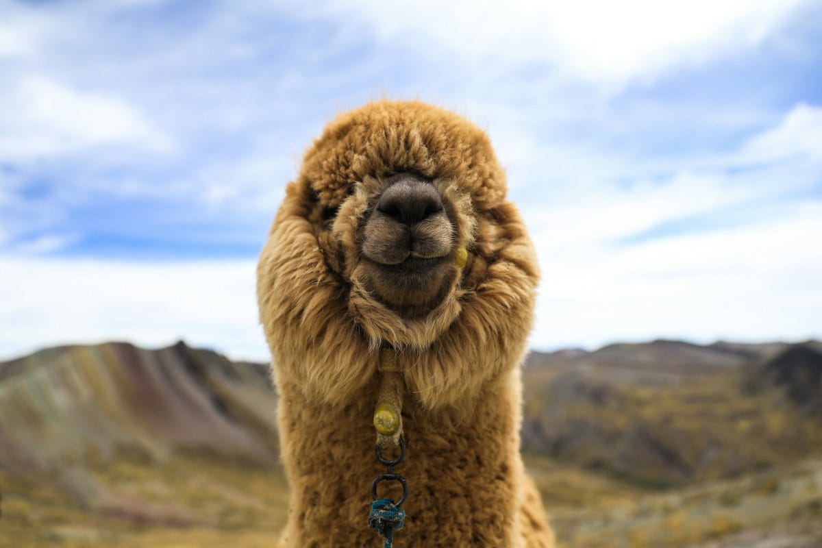 una llama, con la cabeza cubierta de pelo esponjoso, parece sonreir a la cámara