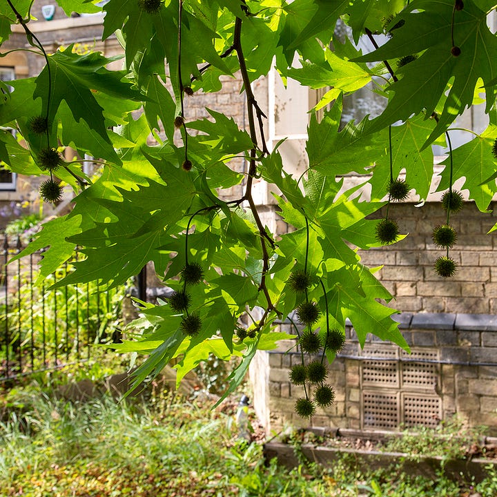 Details of an oriental plane tree