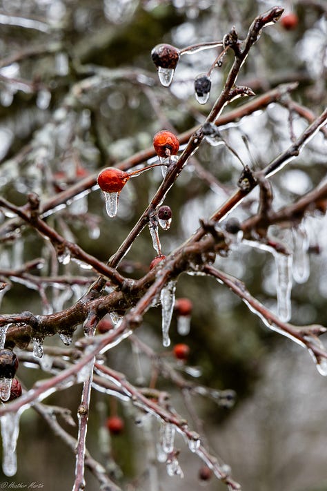 I once dreamed of living several months in the after effects of an ice storm. The simple beauty of the world incased in ice reminds me that creativity is never up to me, but is an ongoing natural phenomena. Capturing pieces of it in photo is the best I can do to keep that reminder alive in my soul. 