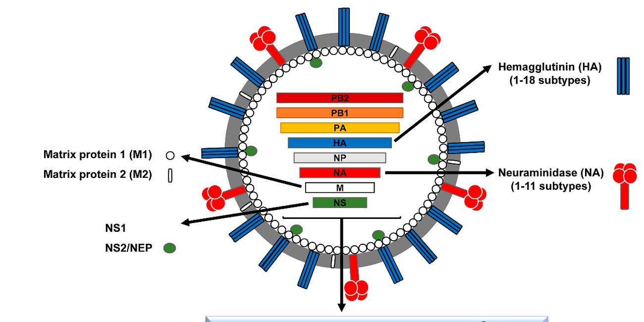 Unexplored biosafety issues with respect to self-amplifying (RdRp) RNA-LNP products