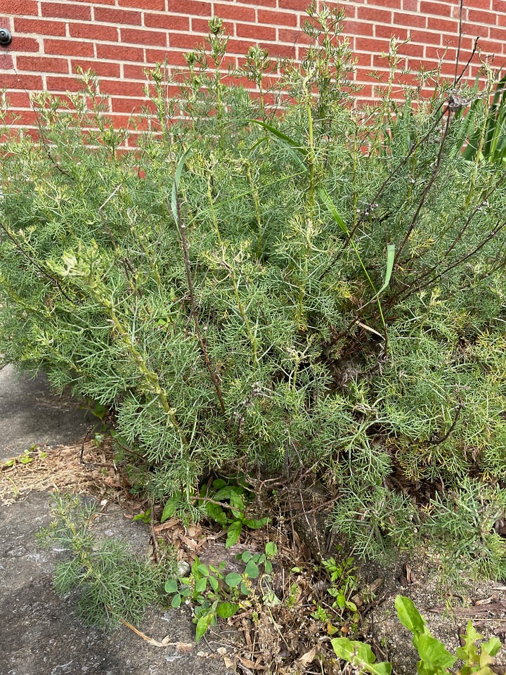 wormwood and southernwood in the gardens at weedom