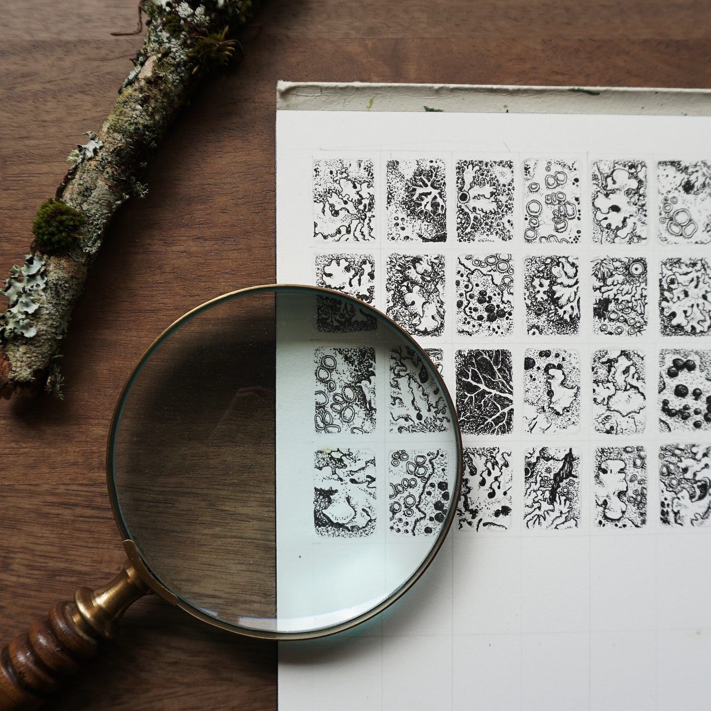 A view from above of a sketchbook on a desk, with a magnifying glass lying on top and a lichen covered twig beside. The white paper of the sketchbook is covered in tiny black ink drawings of lichens, each containing multitudes of tiny details.