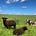 Small Farm Musings's avatar