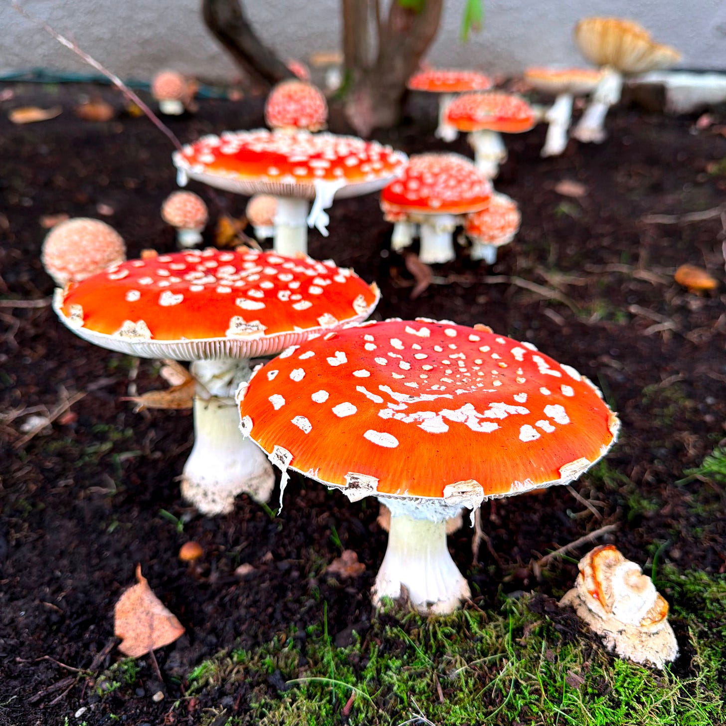 Amanita muscari mushrooms in NE Portland, Oregon. Photo by Asha Dornfest