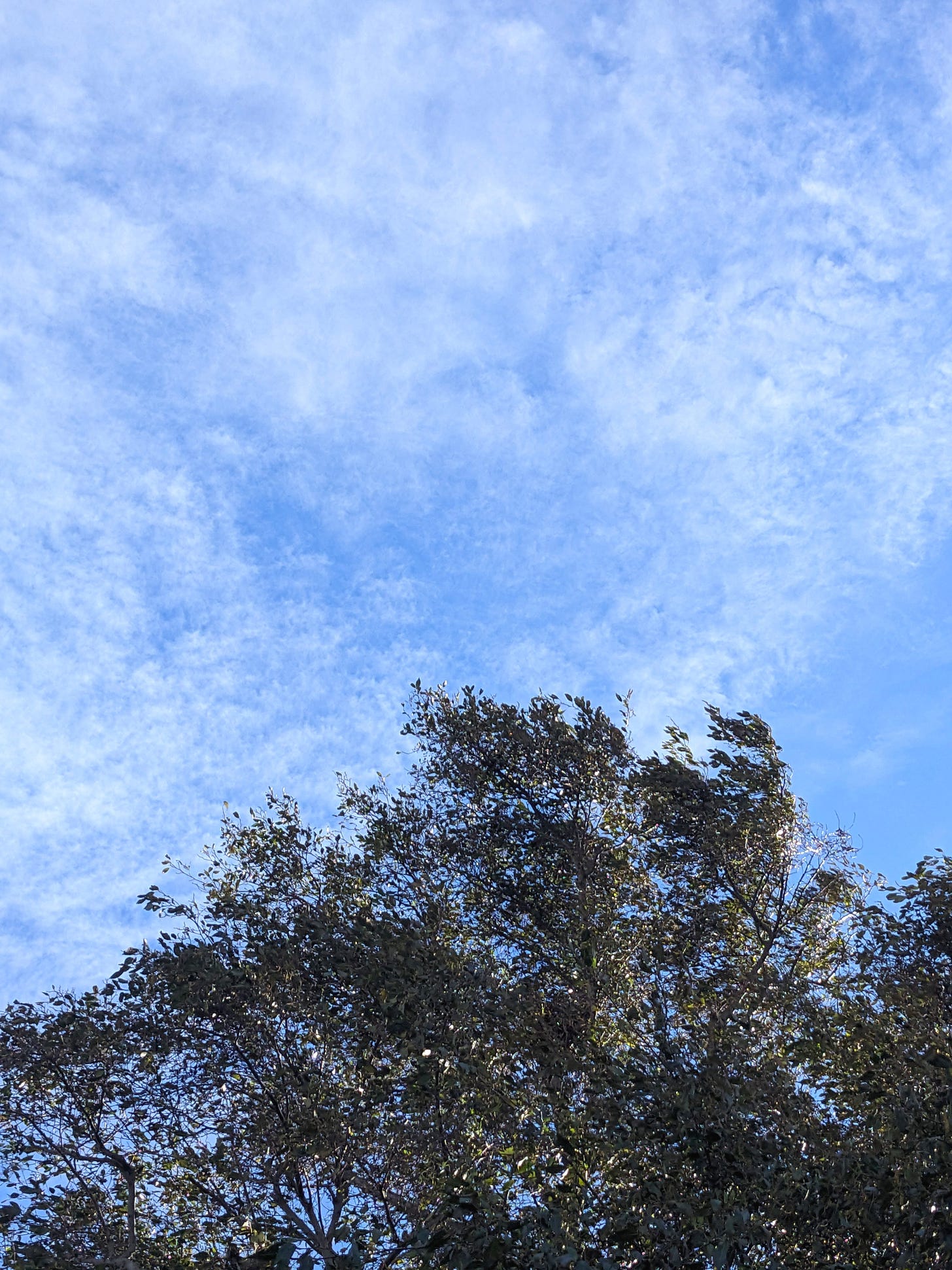 The top of a tree fills the bottom third of the frame, the leaves and branches blow in the wind. The top two thirds are the blue sky filled with milky white clouds. The top of a tree fills the bottom third of the frame, the leaves and branches blow in the wind. The top two thirds are the blue sky filled with milky white clouds.