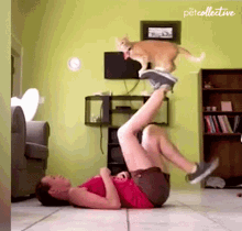 a woman is laying on the floor with a cat on top of her feet and the words petcollective on the bottom a woman is laying on the floor with a cat on top of her feet and the words petcollective on the bottom
