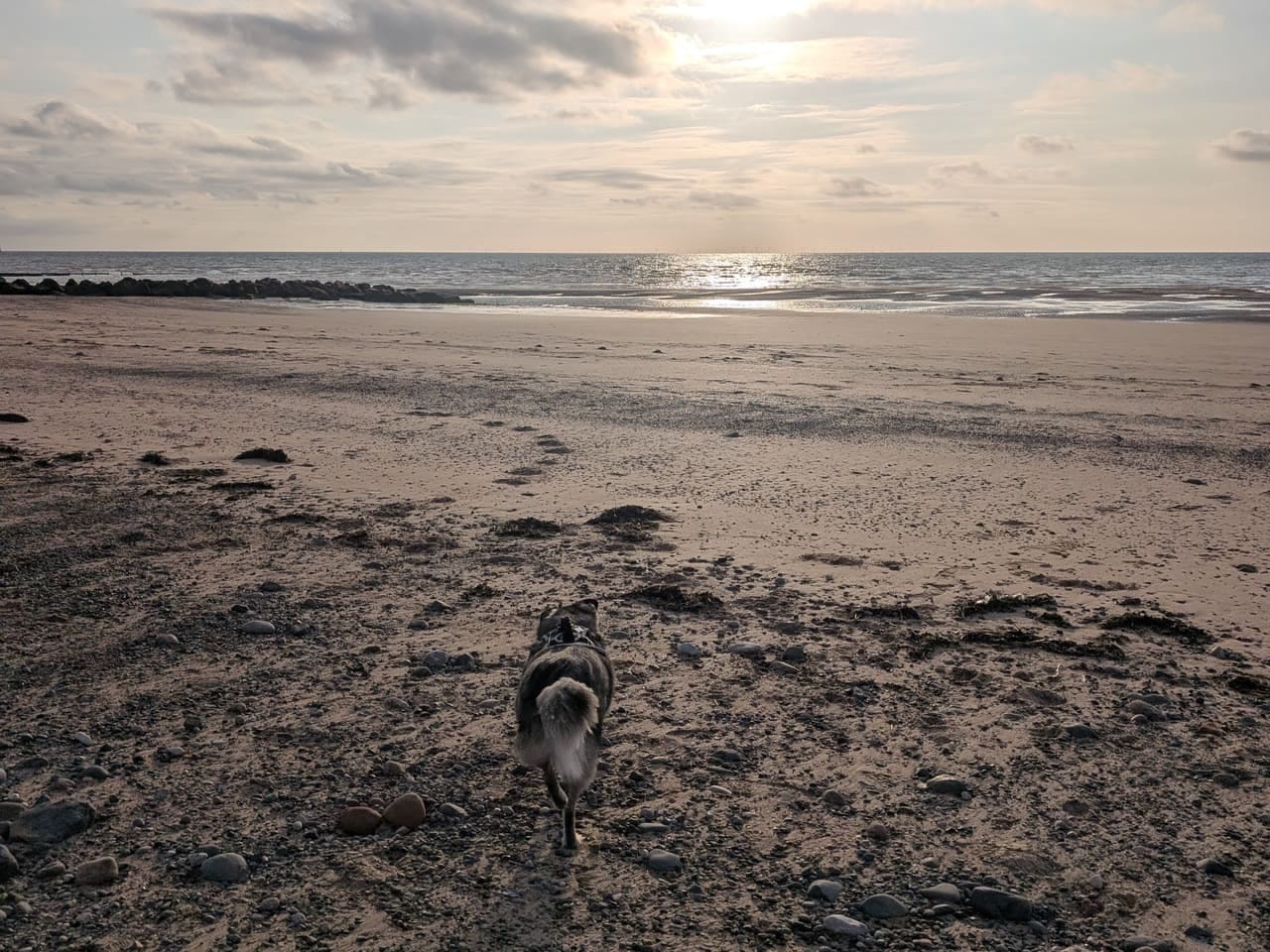 Dog walking on the beach towards sunset