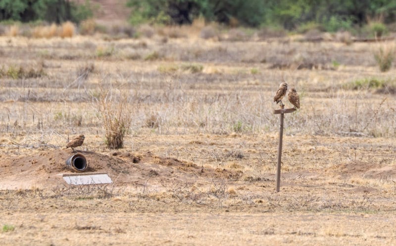 20260716-BurrowingOwl-386-Edit.jpg