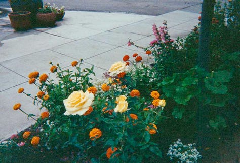 Me & my Hungarian-born English pointer Negra, garden and roses